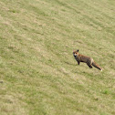 Red Fox