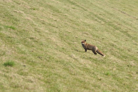 Spotting Image 1