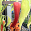 Pepper 'Sweet Banana'