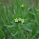 Puccoon