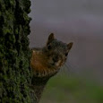 Mammals of the South Eastern United States