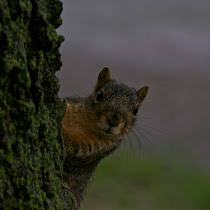 Mammals of the South Eastern United States