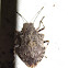 Rough Stinkbug