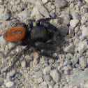 Red-backed Jumping Spider