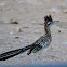 Road Runner