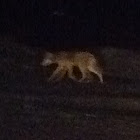 Coyote