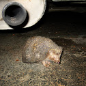 Eastern European Hedgehog
