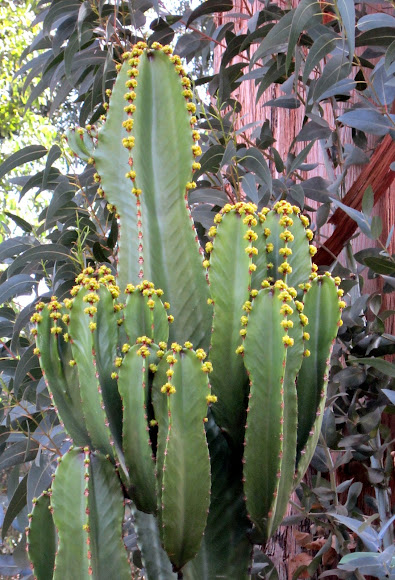 Spotting Image 1