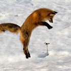 Red fox