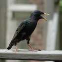 European Starling