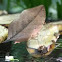 Orange Oakleaf Butterfly