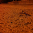 European Mantis