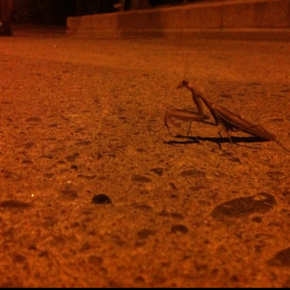 Spotting Image 1
