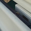 Jumping Spider