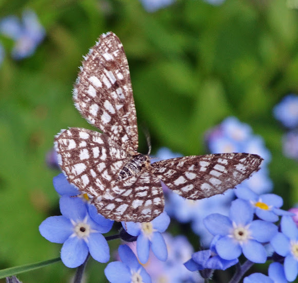 Spotting Image 1
