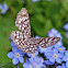 Latticed Heath