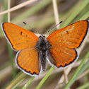 Ruddy Copper