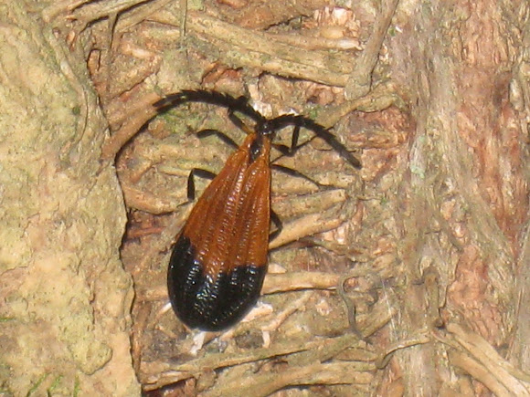 Spotting Image 1