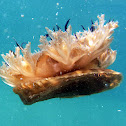 Upside-down Jellyfish
