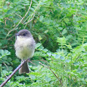 Eastern Phoebe