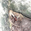 Fiddler crab