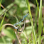 Northern Damselfly or Spearhead Bluet
