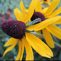 Yellow coneflower Also: rudbeckia aka black eyed Susan