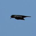 Carrion Crow (Aaskrähe)