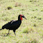 Giant ground hornbill