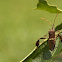 Leaf-footed Bug