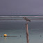 Yellow-crowned Night Heron
