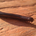 Milliepede