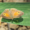 Orange Bushbrown