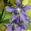 Tall Bellflower