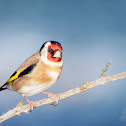 Goldfinch