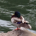 Mallard