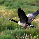 Canada Geese