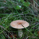 Lactarius chrysorrheus
