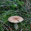Lactarius chrysorrheus