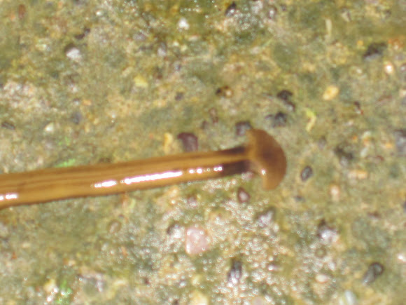 Spotting Image 1