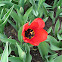 Tulip