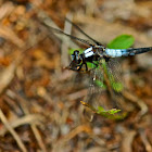 Chalk-fronted Corporal
