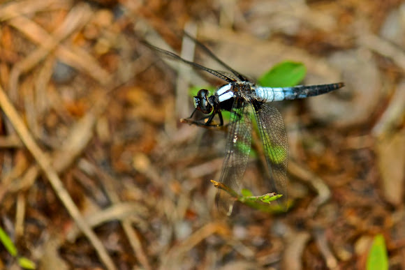 Spotting Image 1