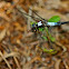 Chalk-fronted Corporal