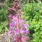 Fireweed