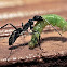 Black Ant