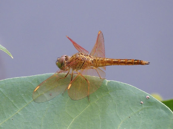 Spotting Image 1