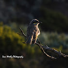 Singing Honeyeater