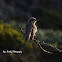 Singing Honeyeater