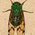 Emerald Cicada